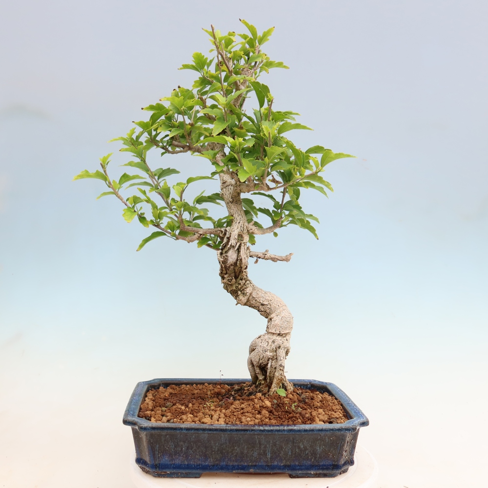 Bonsai ogrodowe – Hibiscus syriacus – hibiskus syryjski
