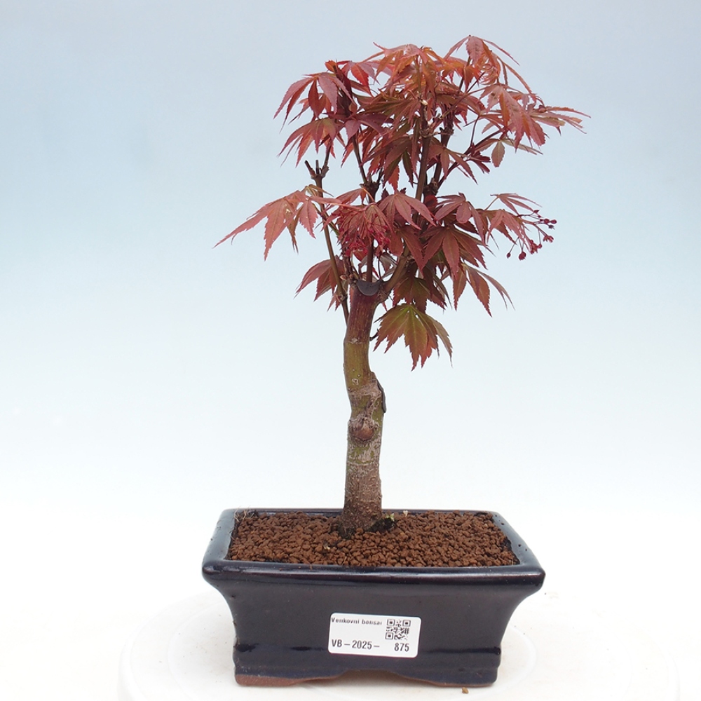 Bonsai zewnętrzne - palma Acer. Klon Atropurpureum-Palmleaf
