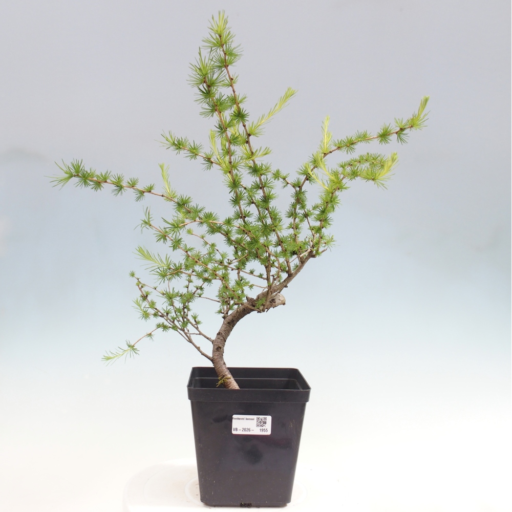 Bonsai zewnętrzne - Larix decidua - Modrzew