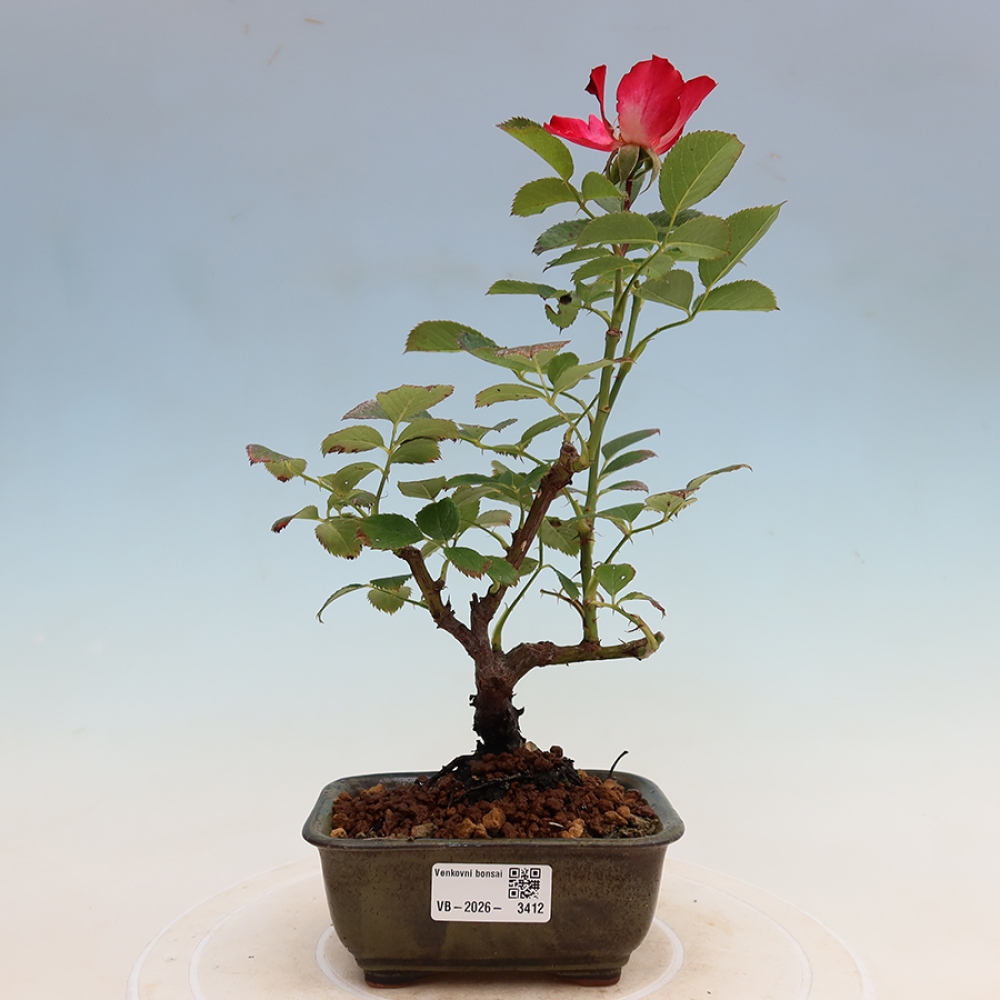 Bonsai ogrodowe – Rosa Kordes – róża
