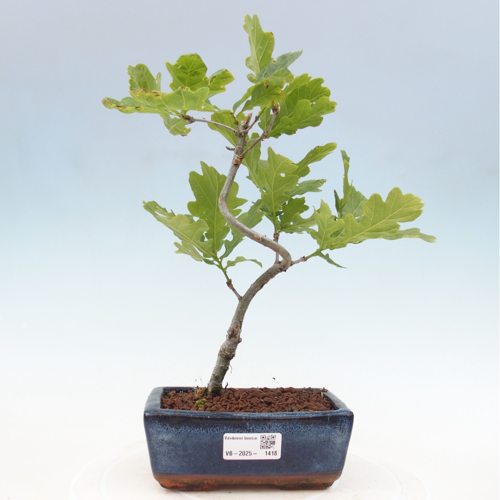 Bonsai zewnętrzne - Quercus robur - dąb pospolity