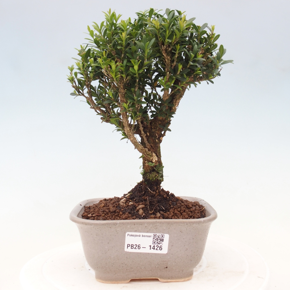 Pokój bonsai - Buxus harlandii - buxus korkowy