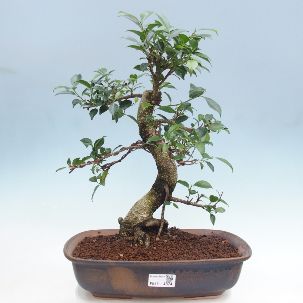 Pokój bonsai - Ficus retusa - figowiec drobnolistny