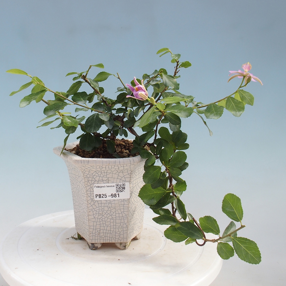 Kryty bonsai - Grewia occidentalis - Lawendowa gwiazda