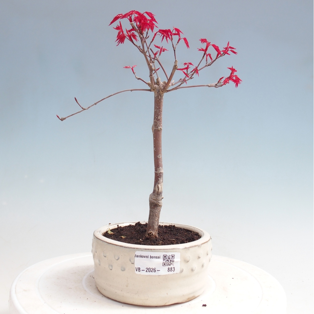 Outdoor bonsai - Acer palmatum DESHOJO