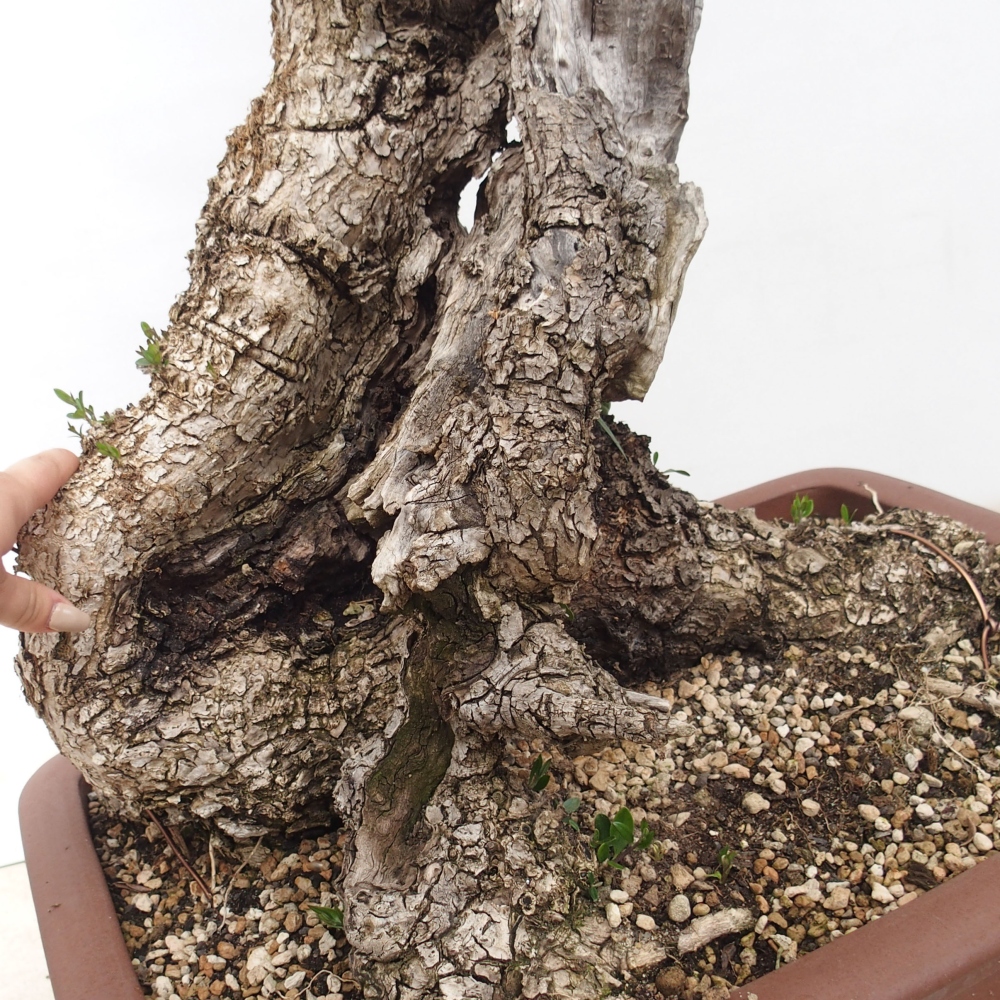 Kryte bonsai - Olea europaea sylvestris - Europejska oliwa z małych liści