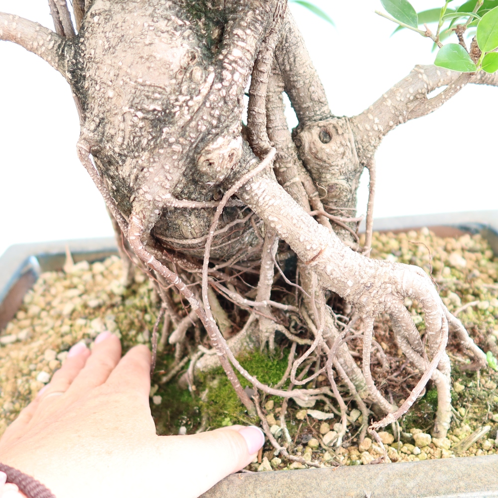 Pokój bonsai - Ficus kimmen - figowiec drobnolistny