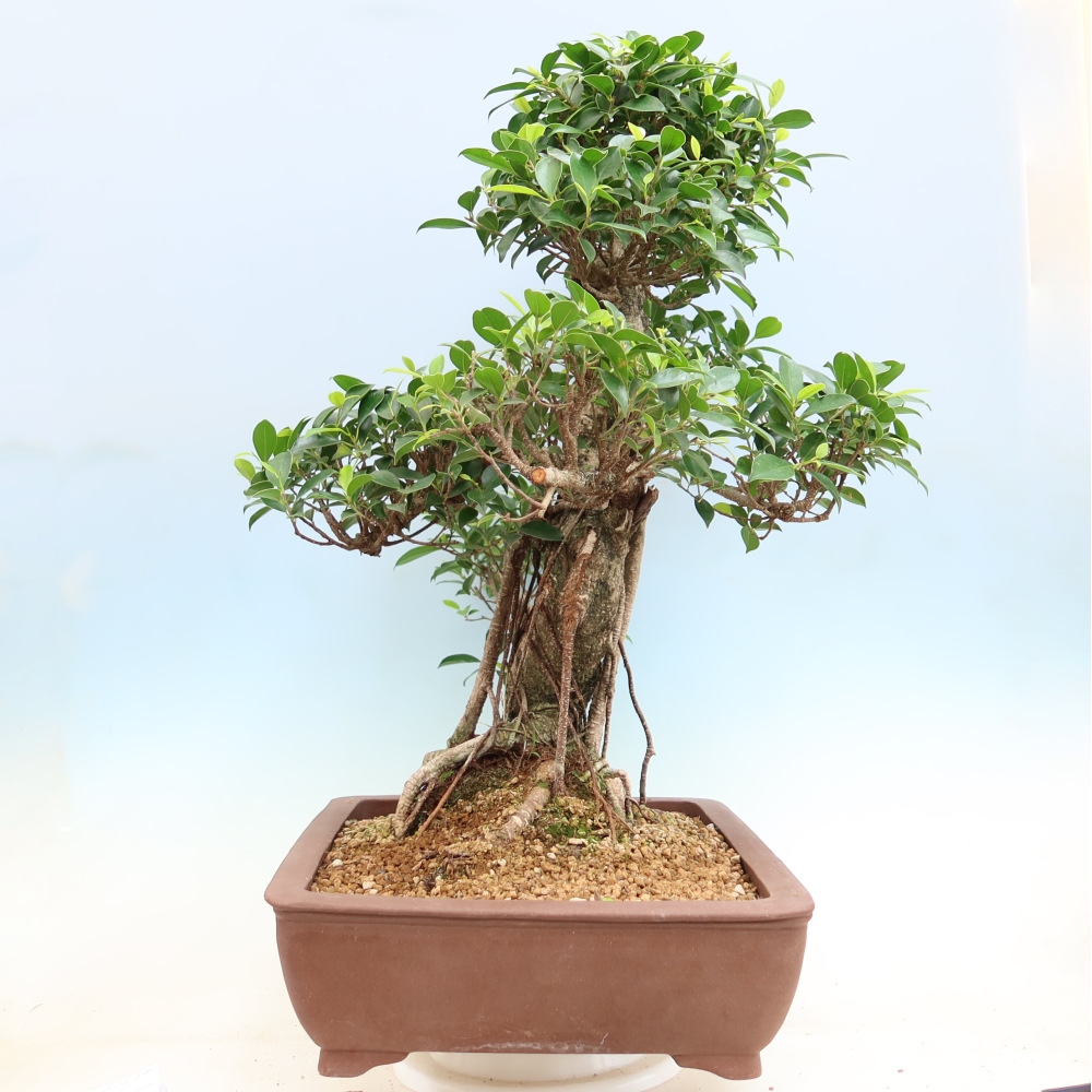 Pokój bonsai - Ficus kimmen - figowiec drobnolistny