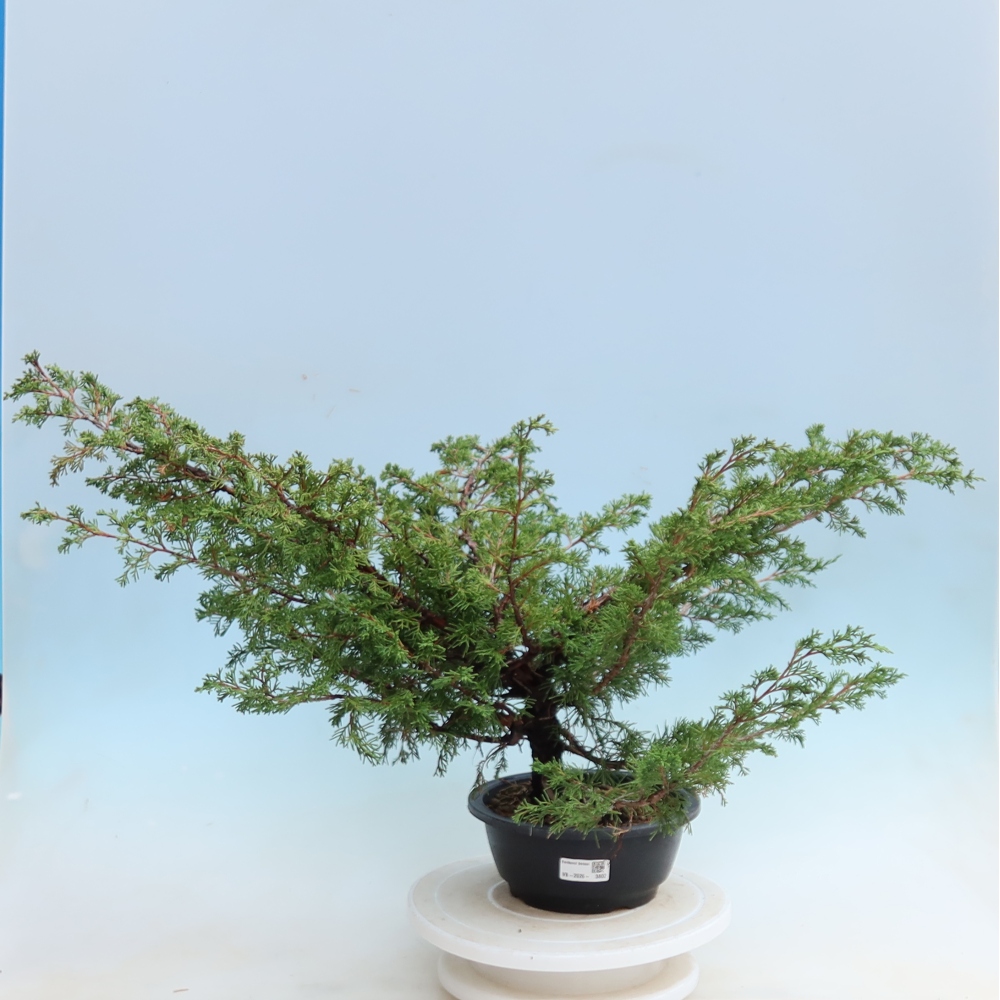 Bonsai ogrodowe – Juniperus chinensis Itoigawa – jałowiec chiński