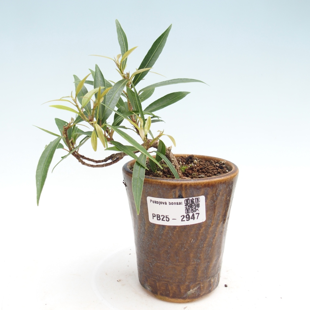 Bonsai wewnętrzne - Ficus nerifolia - figowiec drobnolistny