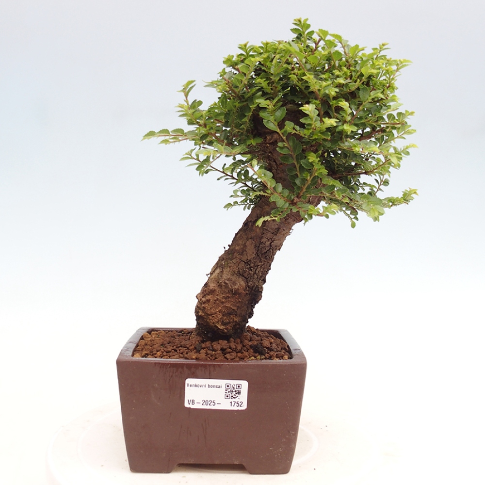 Bonsai zewnętrzne - Ulmus parvifolia Hokkaido - wiąz chiński