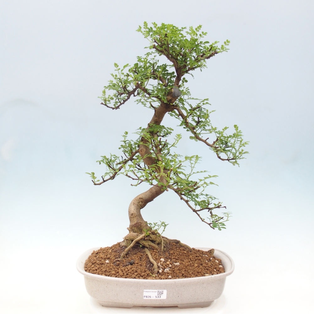 Pokój bonsai - Zantoxylum piperitum - drzewo pieprzowe