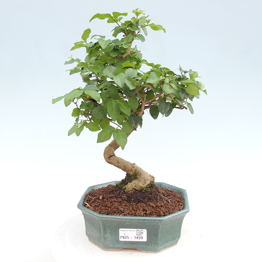 Indoor bonsai -Ligustrum chinensis - dziób ptaka