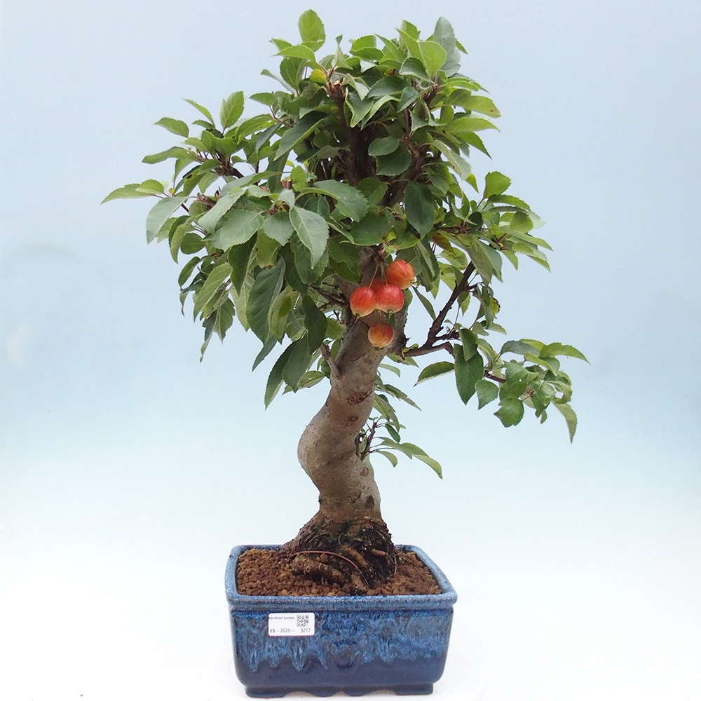 Bonsai plenerowe - Malus Halliana - Jabłoń drobnoowocowa