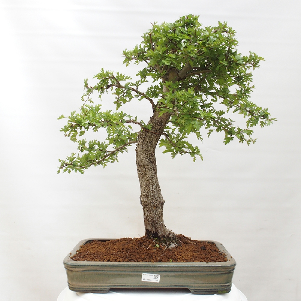 Bonsai zewnętrzne - Głóg - Crataegus monogyna