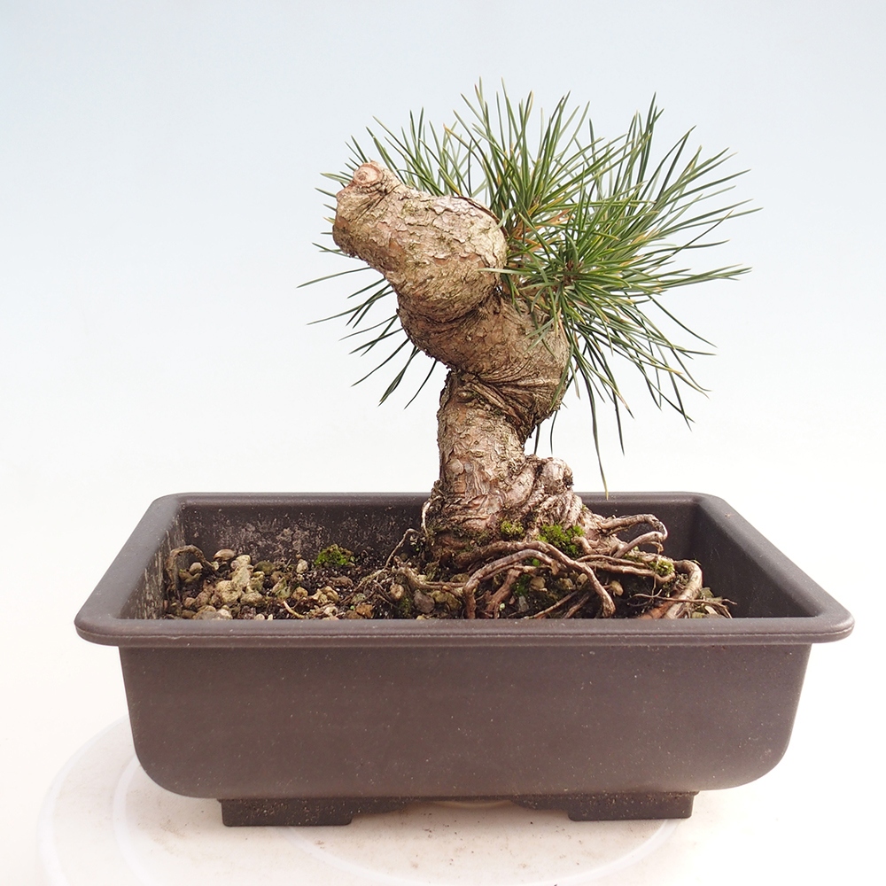 Outdoor bonsai - Pinus thunbergii - sosna Thunberga