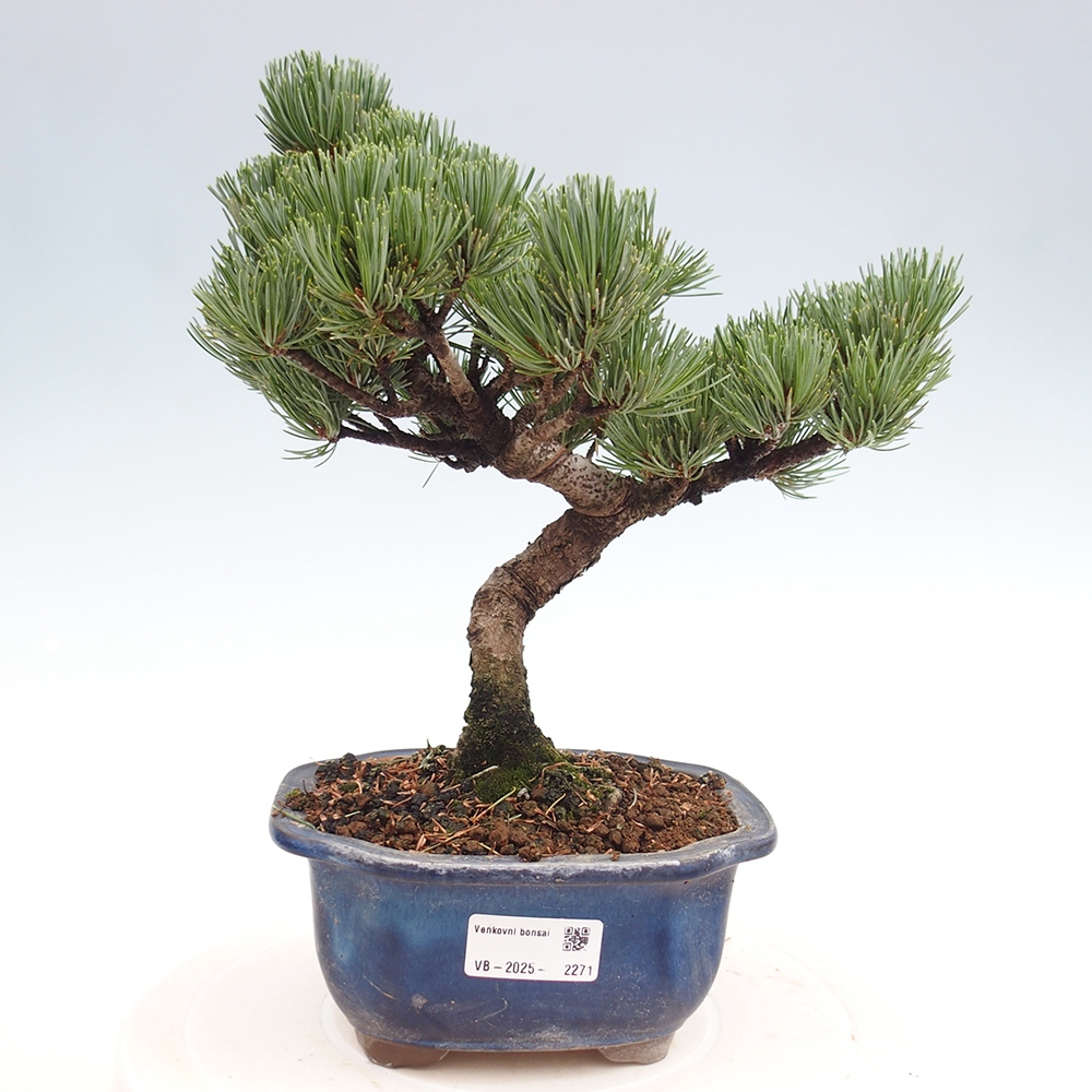 Outdoor bonsai - Pinus parviflora - Mała sosna