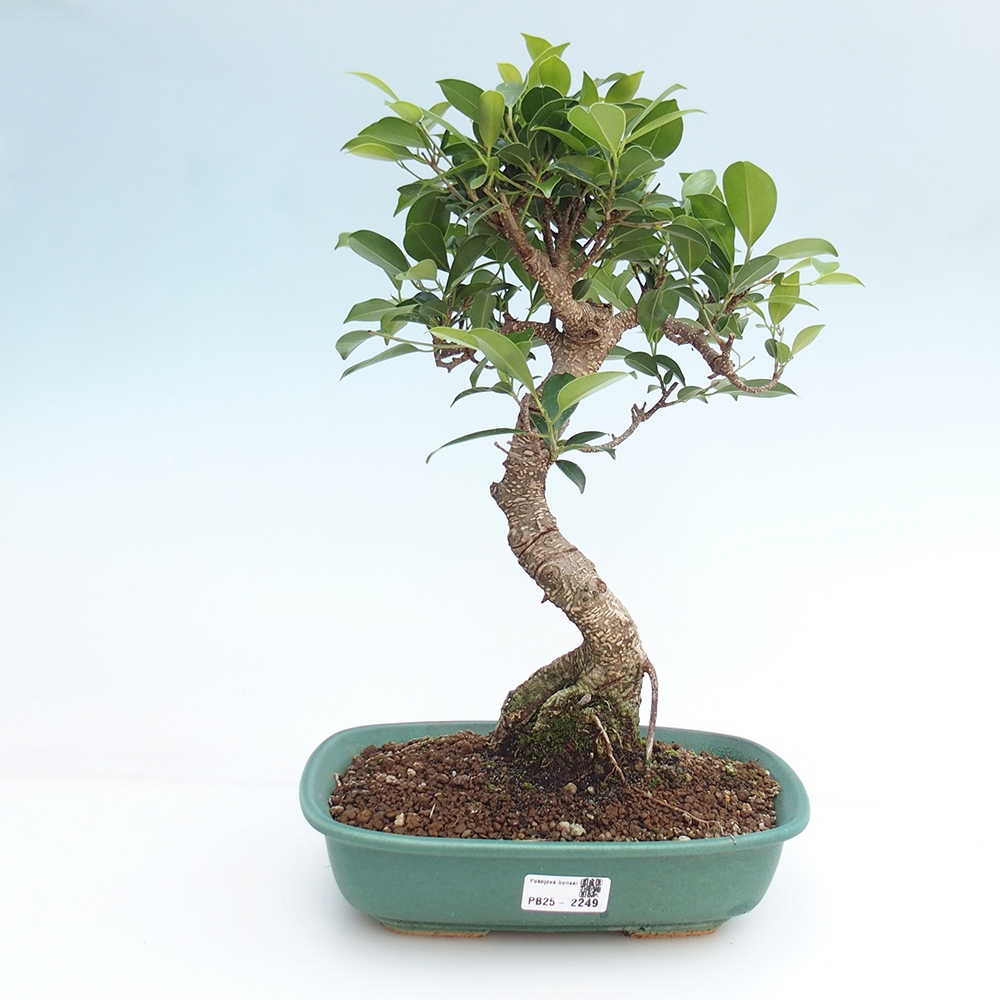 Kryty bonsai - kimono Ficus - figowiec drobnolistny