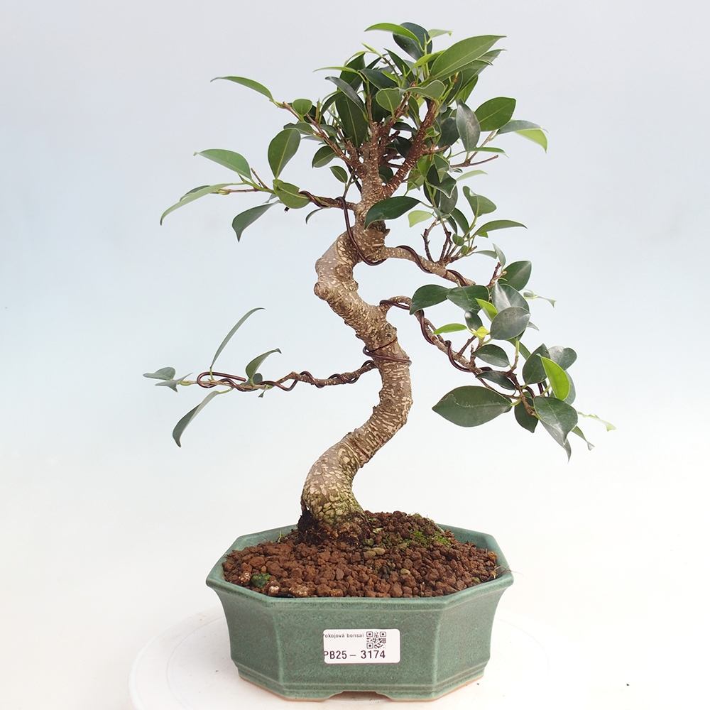 Kryty bonsai - Ficus retusa - figowiec drobnolistny