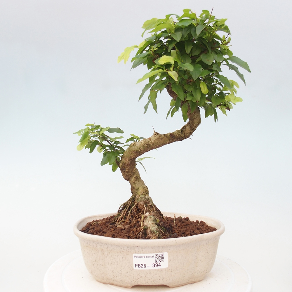 Pokój bonsai - Ligustrum chinensis - Dziób ptaka