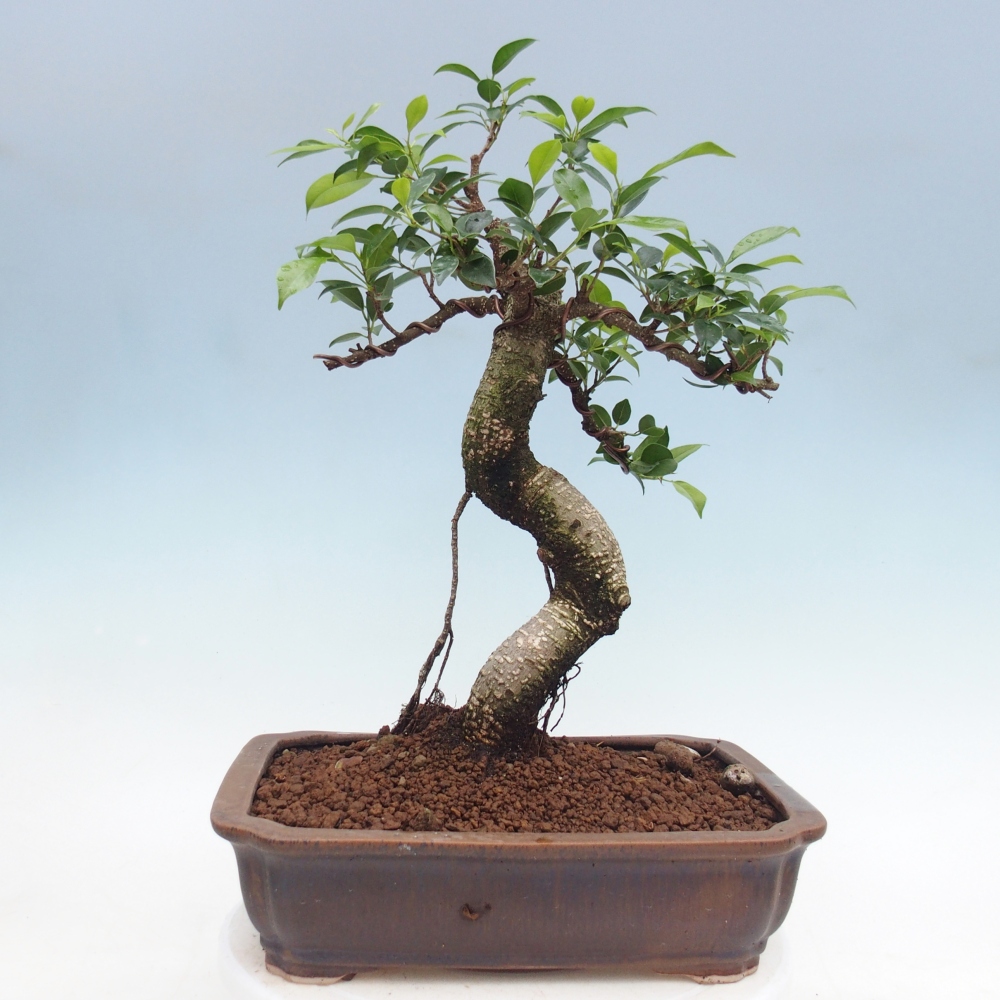Pokój bonsai - Ficus kimmen - figowiec drobnolistny