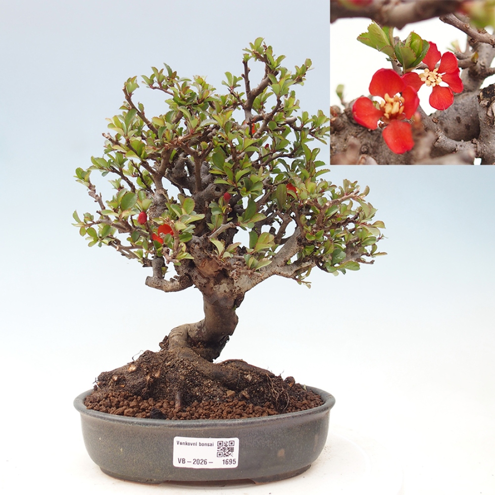 Bonsai zewnętrzne - Chaneomeles speciosa - Pigwa