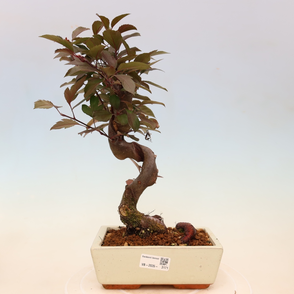 Outdoor bonsai - Malus domestica - Jabłoń czerwonolistna o małych owocach