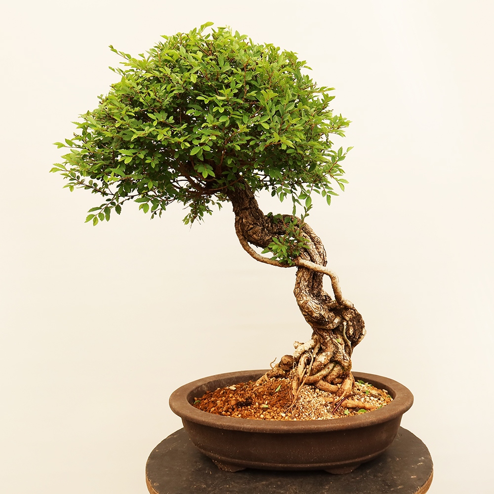 Bonsai na świeżym powietrzu - Zelkova - Zelkova NIRE