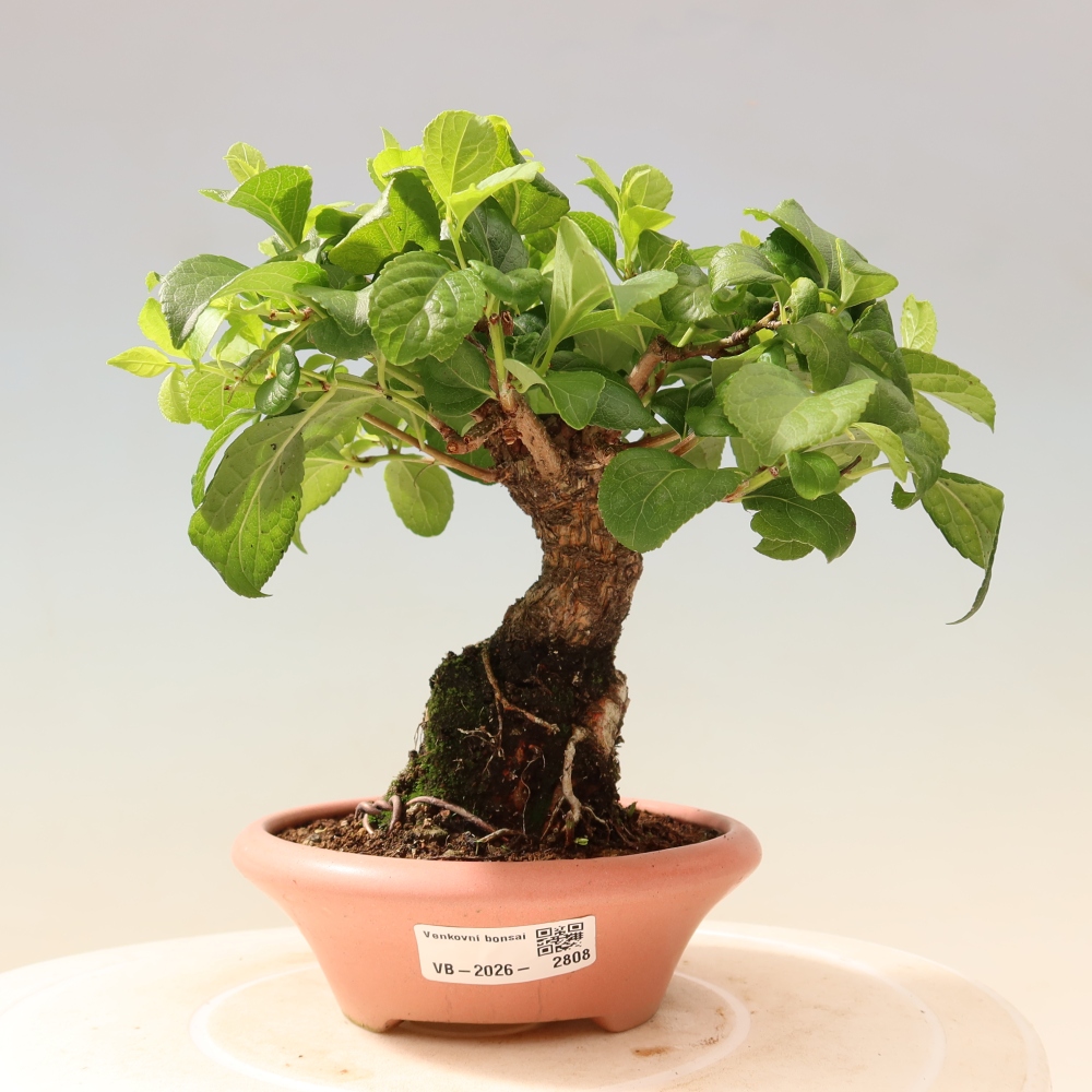 Bonsai zewnętrzne - Celastrus orbiculatus