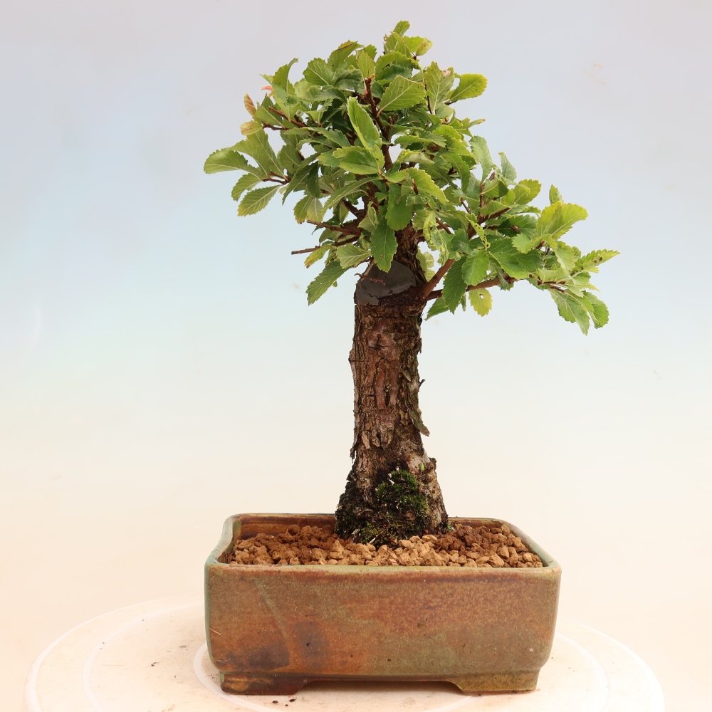 Bonsai zewnętrzne - Zelkova - Zelkova NIRE
