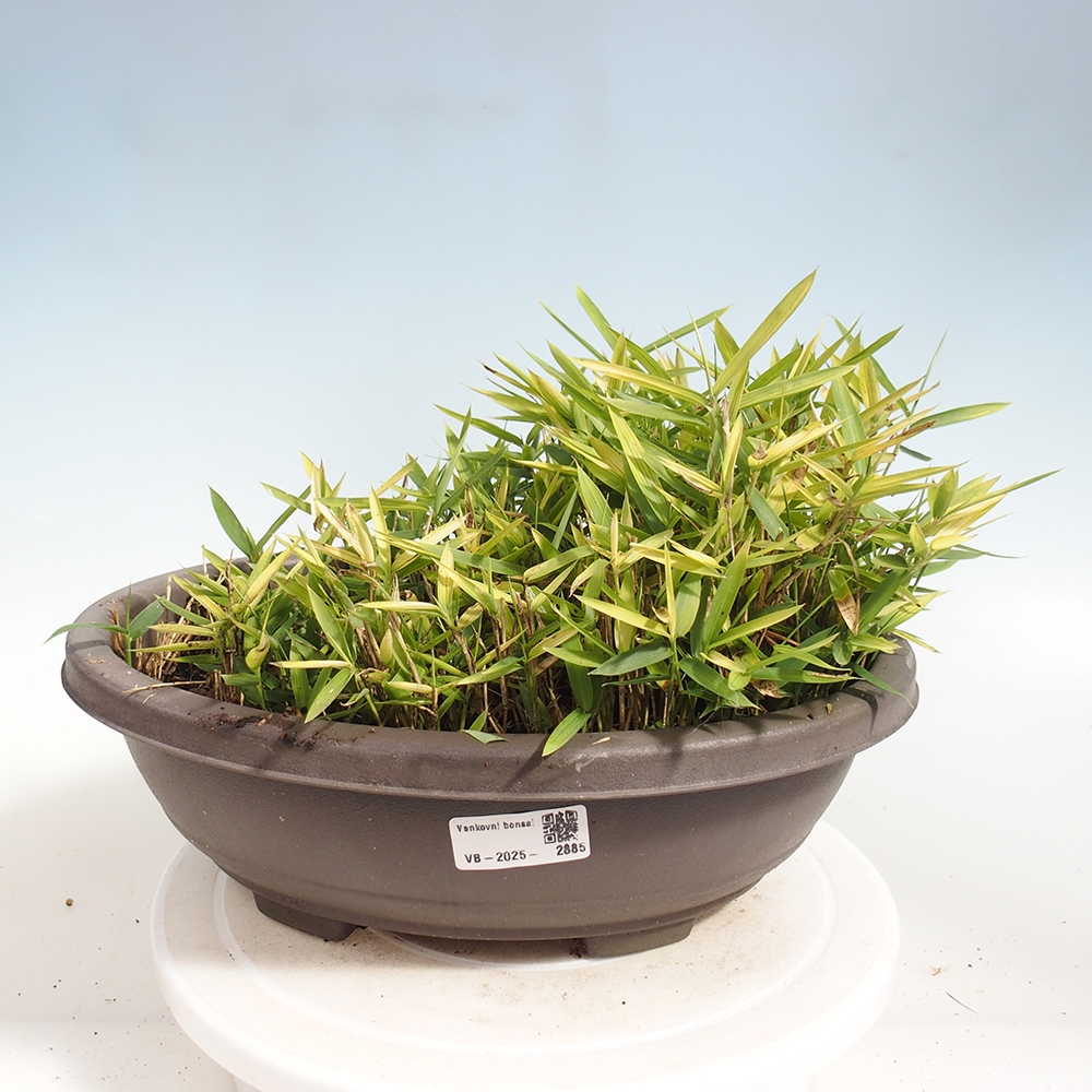 Bonsai zewnętrzne - Pleioblastus argenteostriatus f.pumilus - Bambus karłowaty