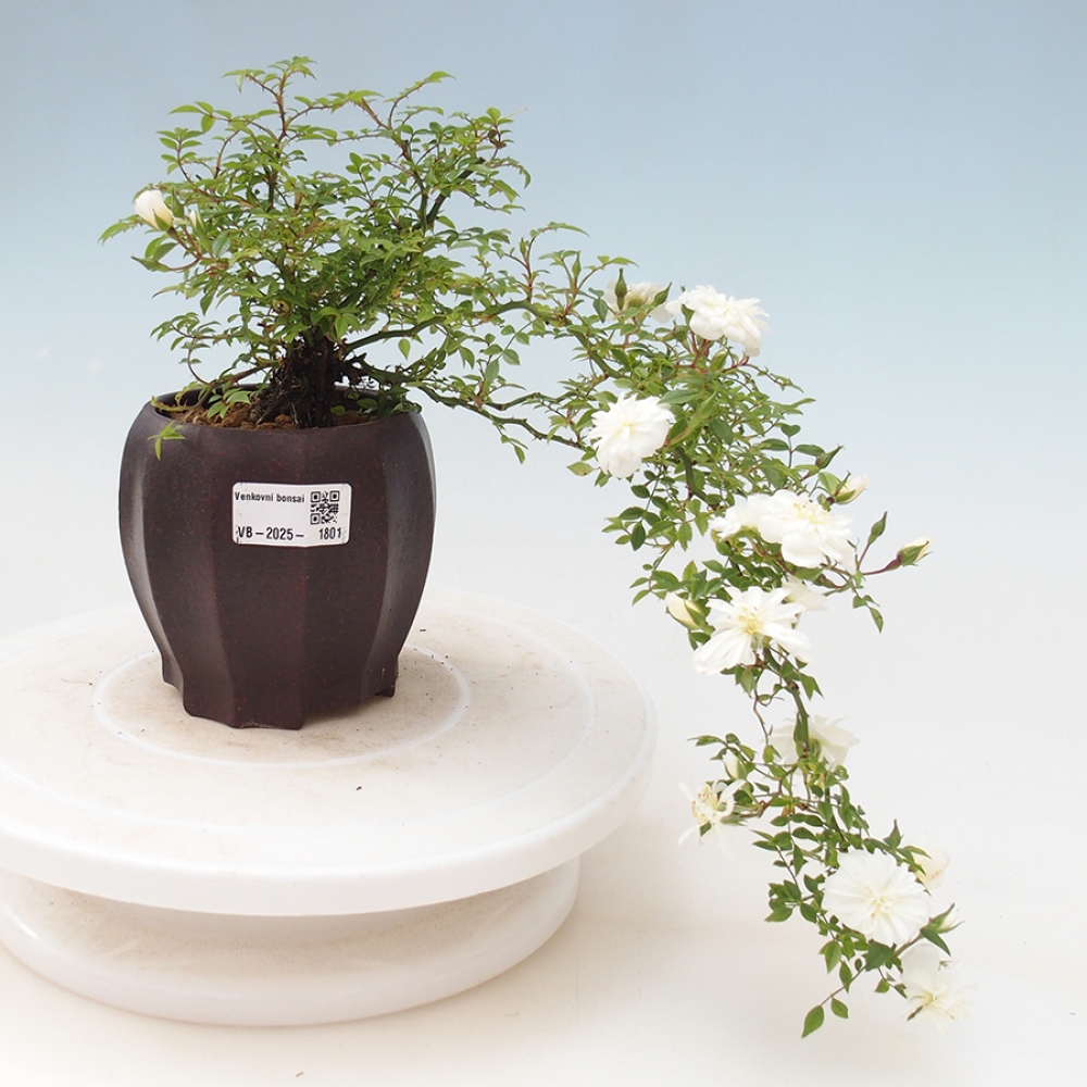 Bonsai na zewnątrz - Rosa Sea Foam - róża 