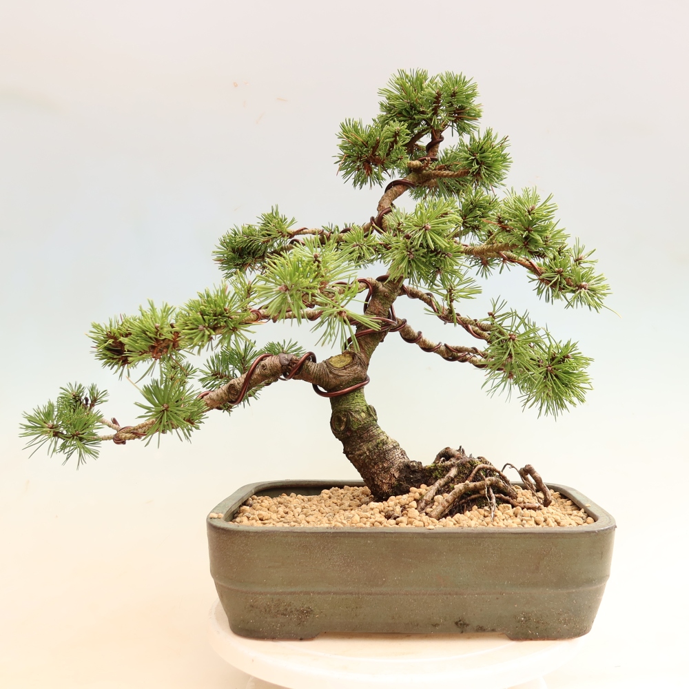 Bonsai ogrodowe – Pinus mugo Humpy – sosna karłowata