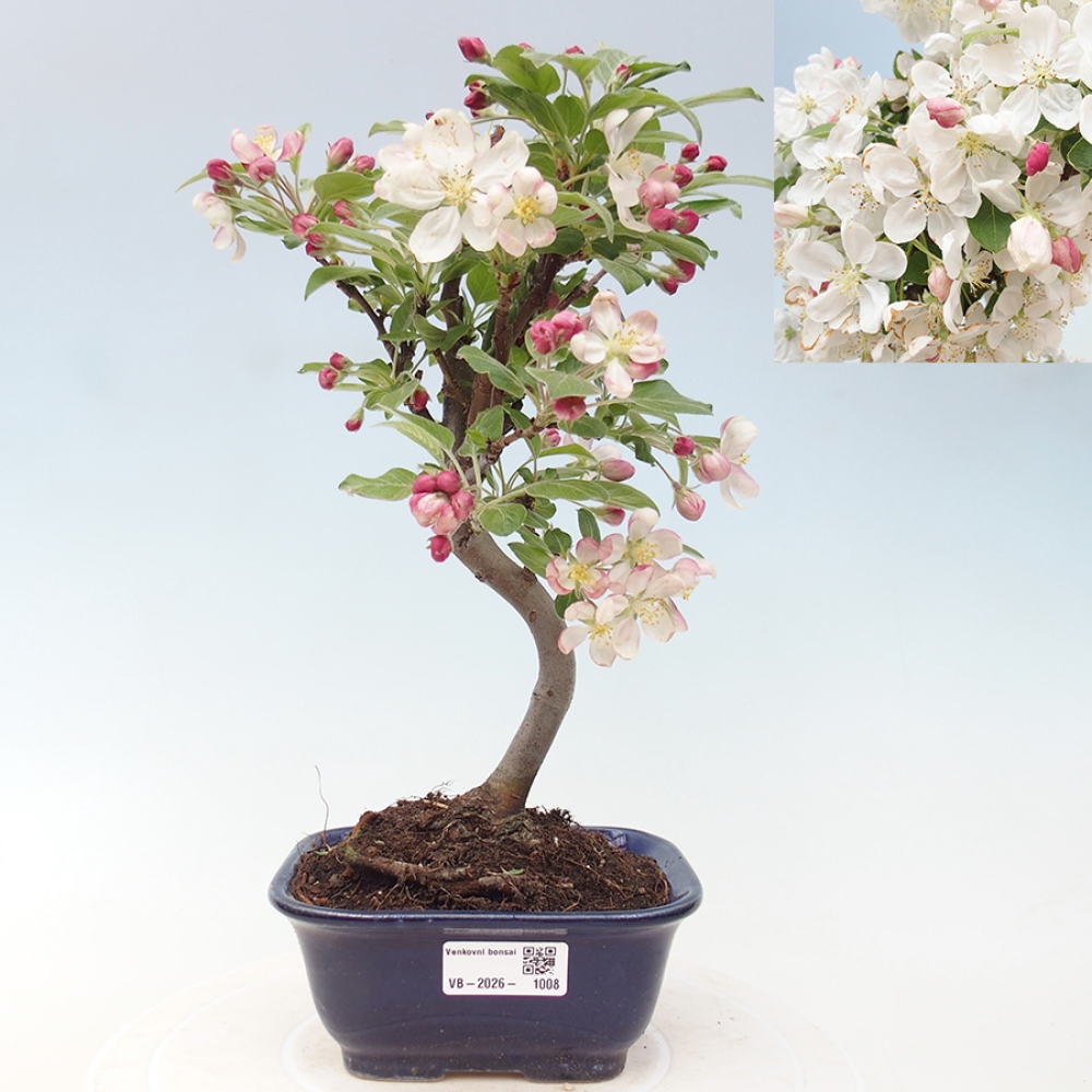 Outdoor bonsai - Malus halliana - Jabłoń drobnoowocowa