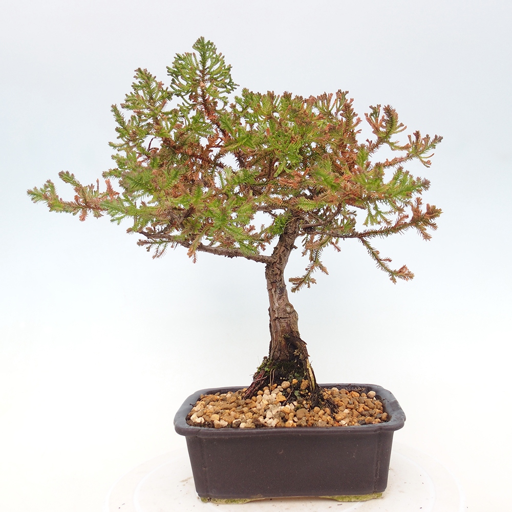 Bonsai zewnętrzne - Chamaecyparis thyoides - Cyprys
