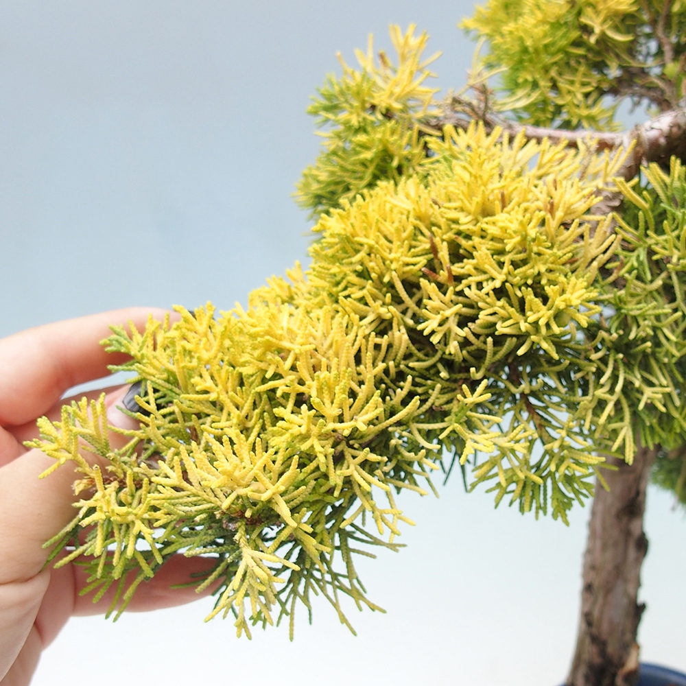 Bonsai plenerowe - Juniperus chinensis plumosa aurea - chiński jałowiec złoty
