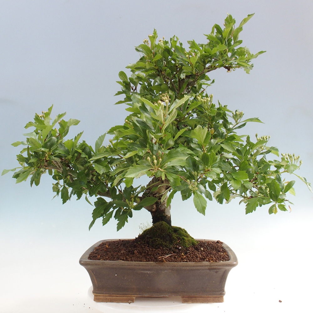 Outdoor bonsai - głóg - Crataegus cuneata