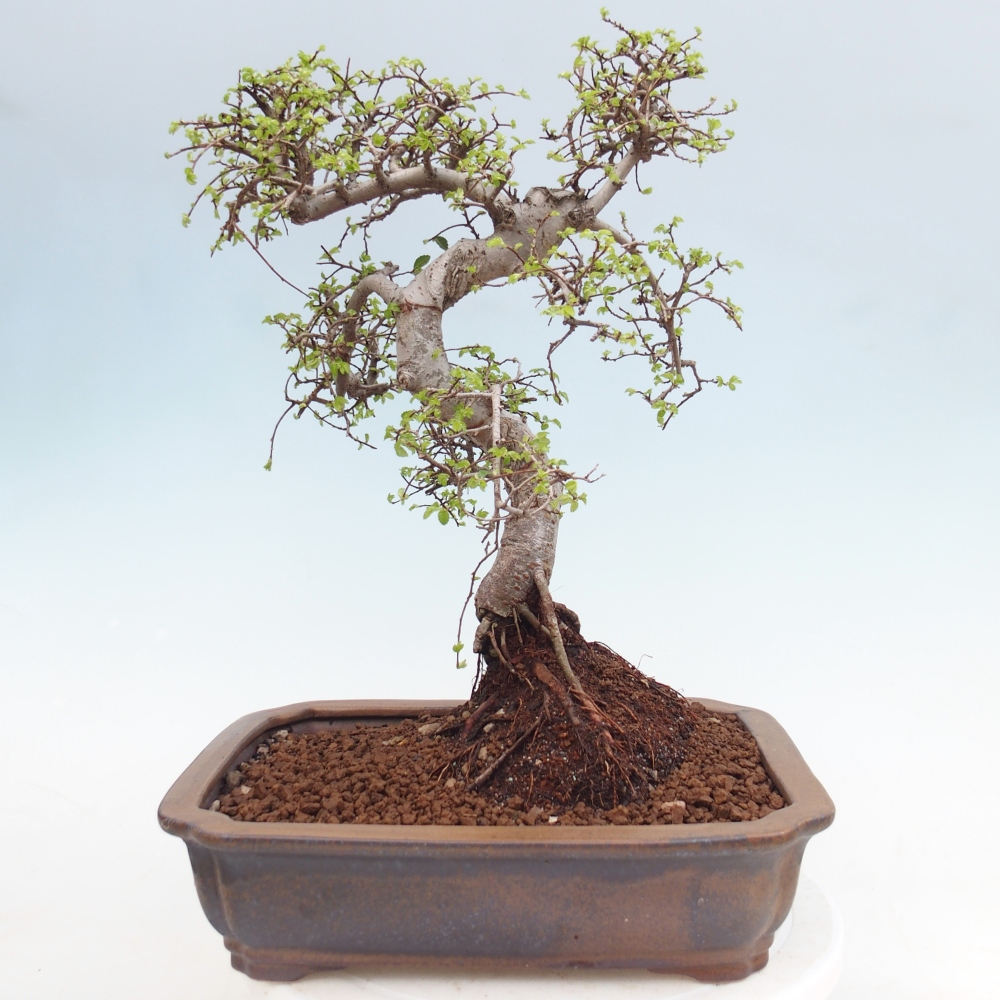Kryty bonsai - Ulmus parvifolia - Wiąz drobnolistny