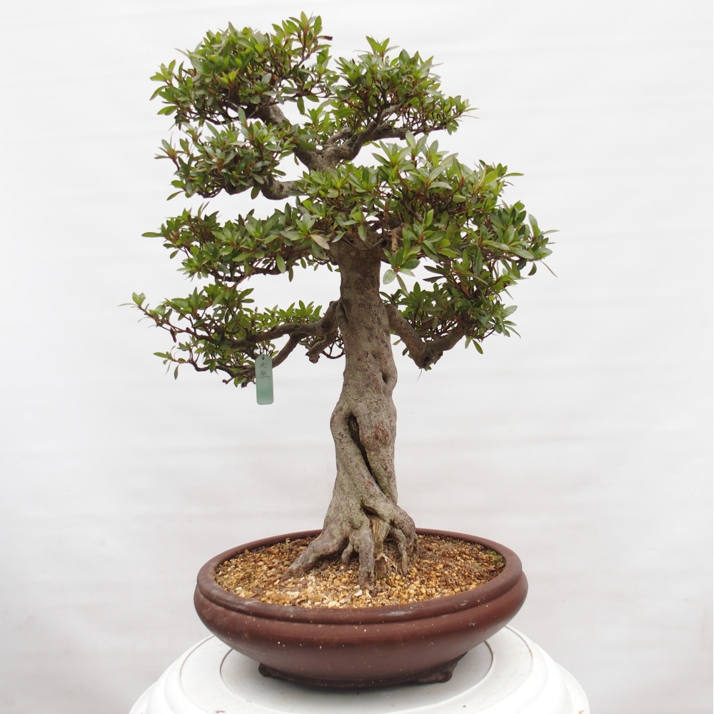 Bonsai zewnętrzne - Azalia japońska - Azalia Osakazumi