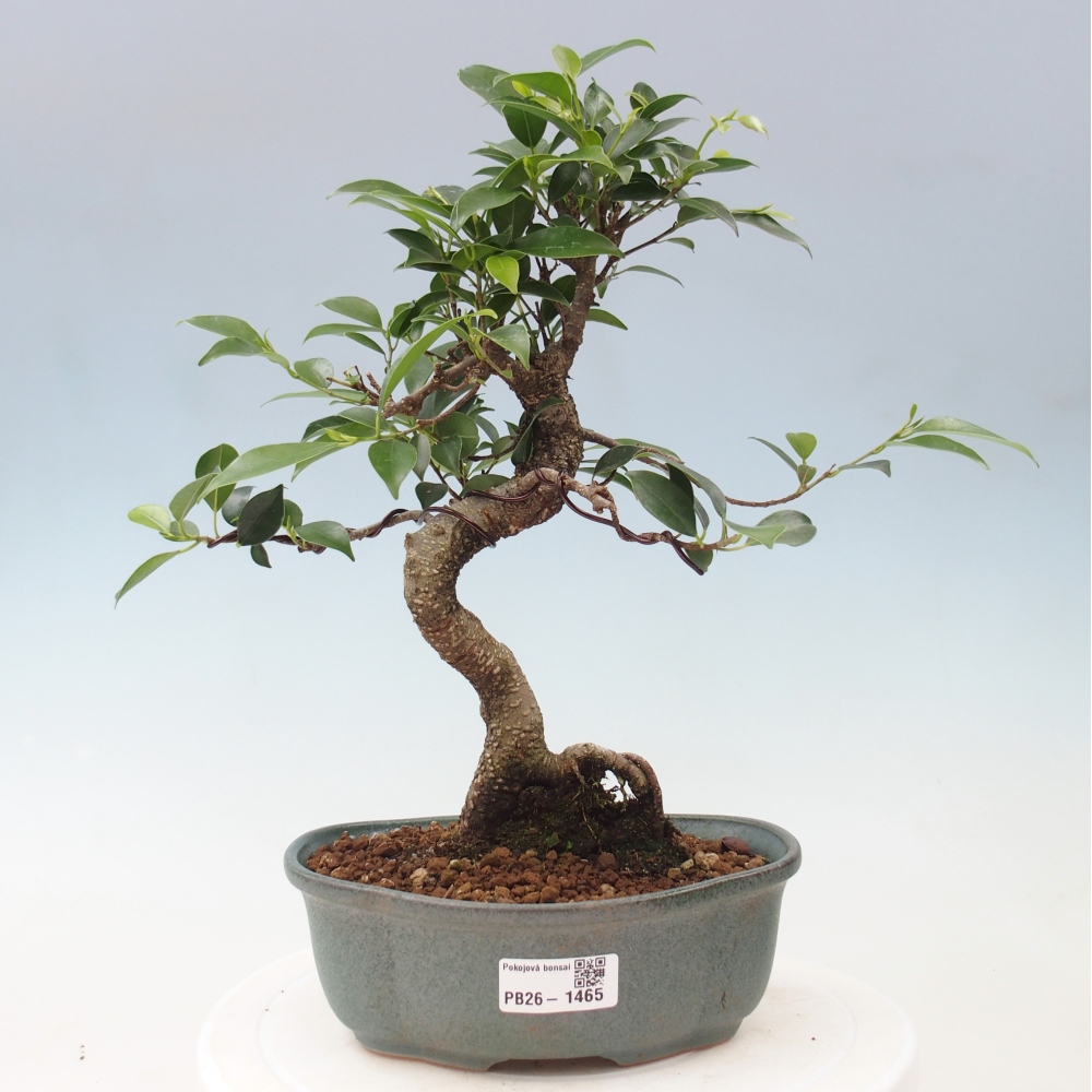 Pokój bonsai - Ficus retusa - figowiec drobnolistny