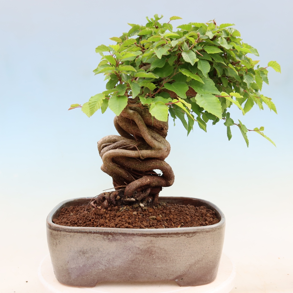 Outdoor bonsai - Carpinus coreana - grab koreański