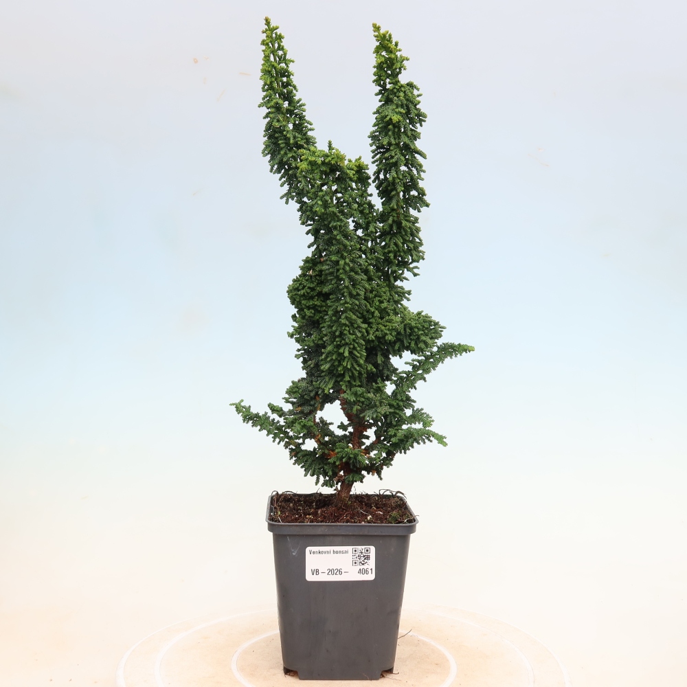 Bonsai zewnętrzne - Cham. obtusa SEKKA HINOKI - Cyprys