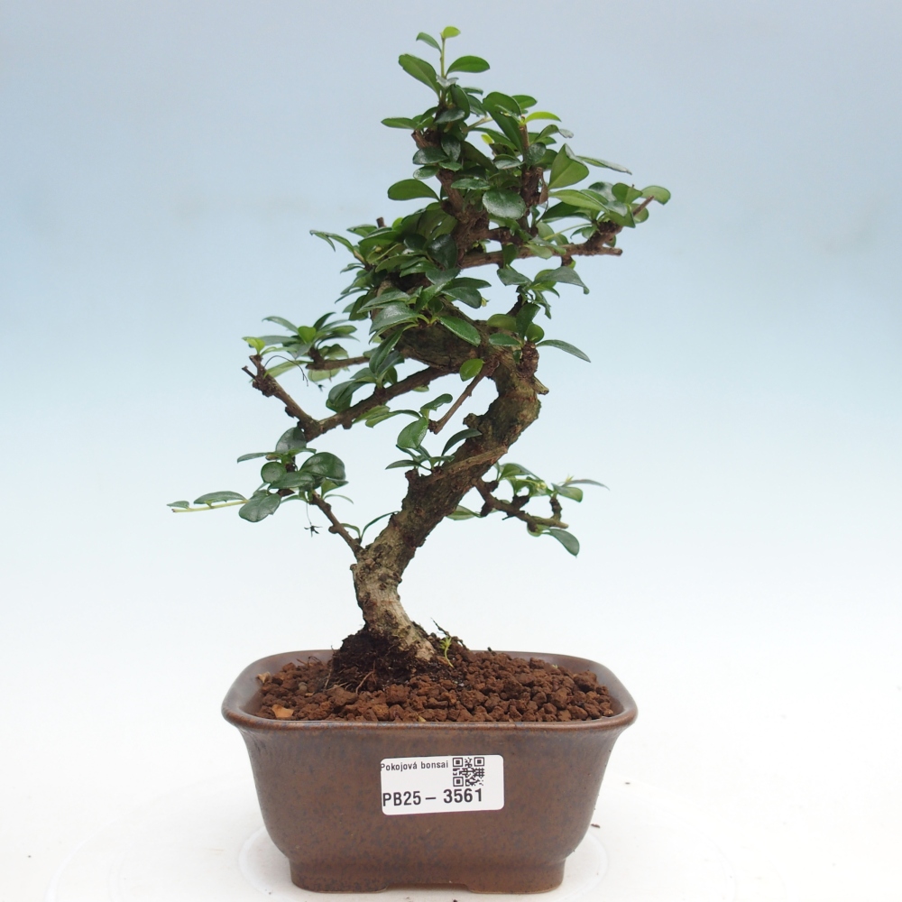 Bonsai pokojowe - Carmona macrophylla - Tea fuki
