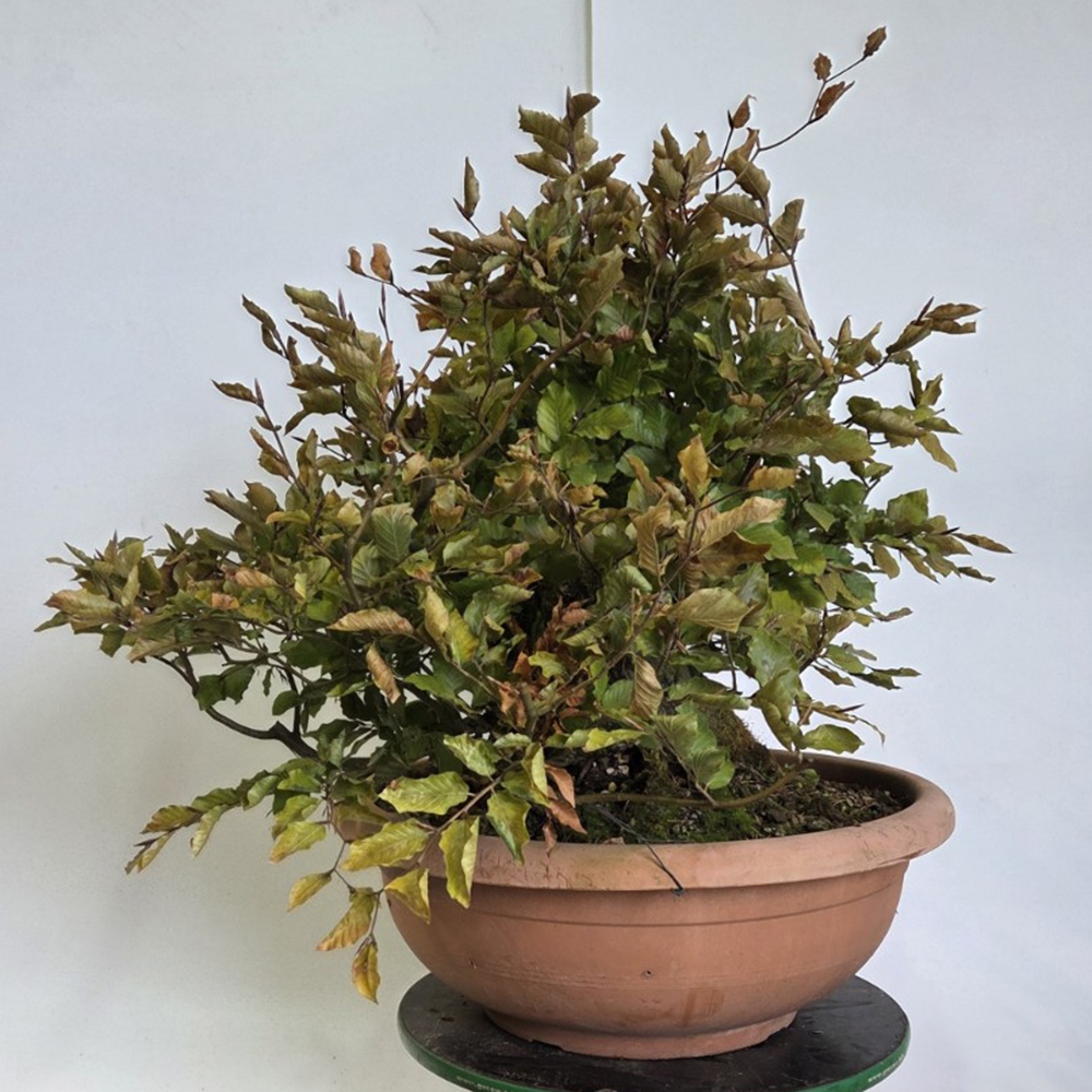 Outdoor bonsai-Fagus sylvatica