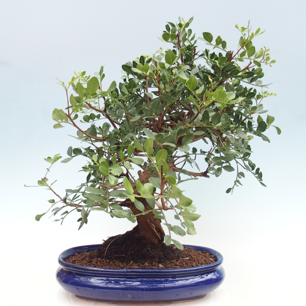 Bonsai pokojowe - Pistacja