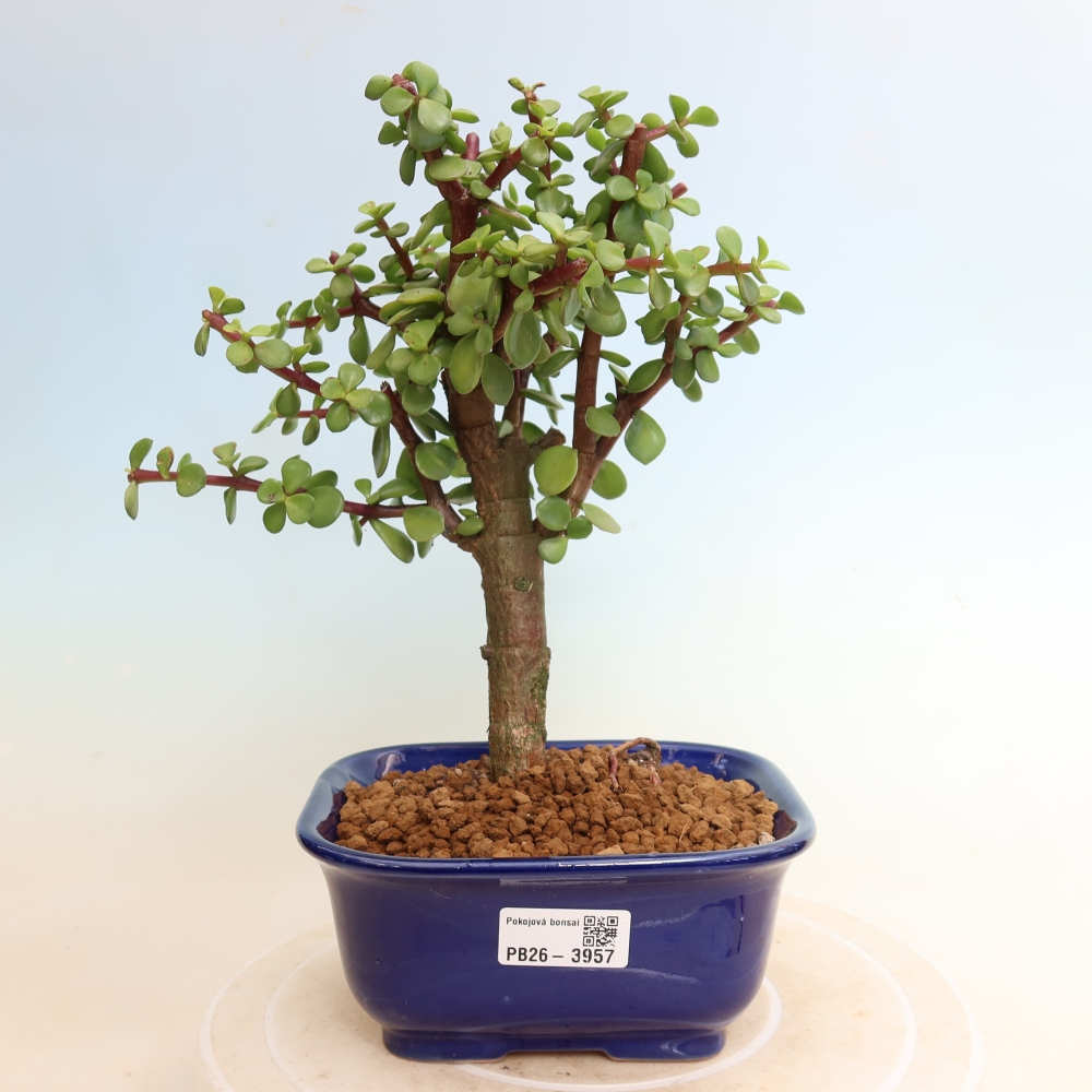 Pokój bonsai - Portulakaria Afra - Tlustice