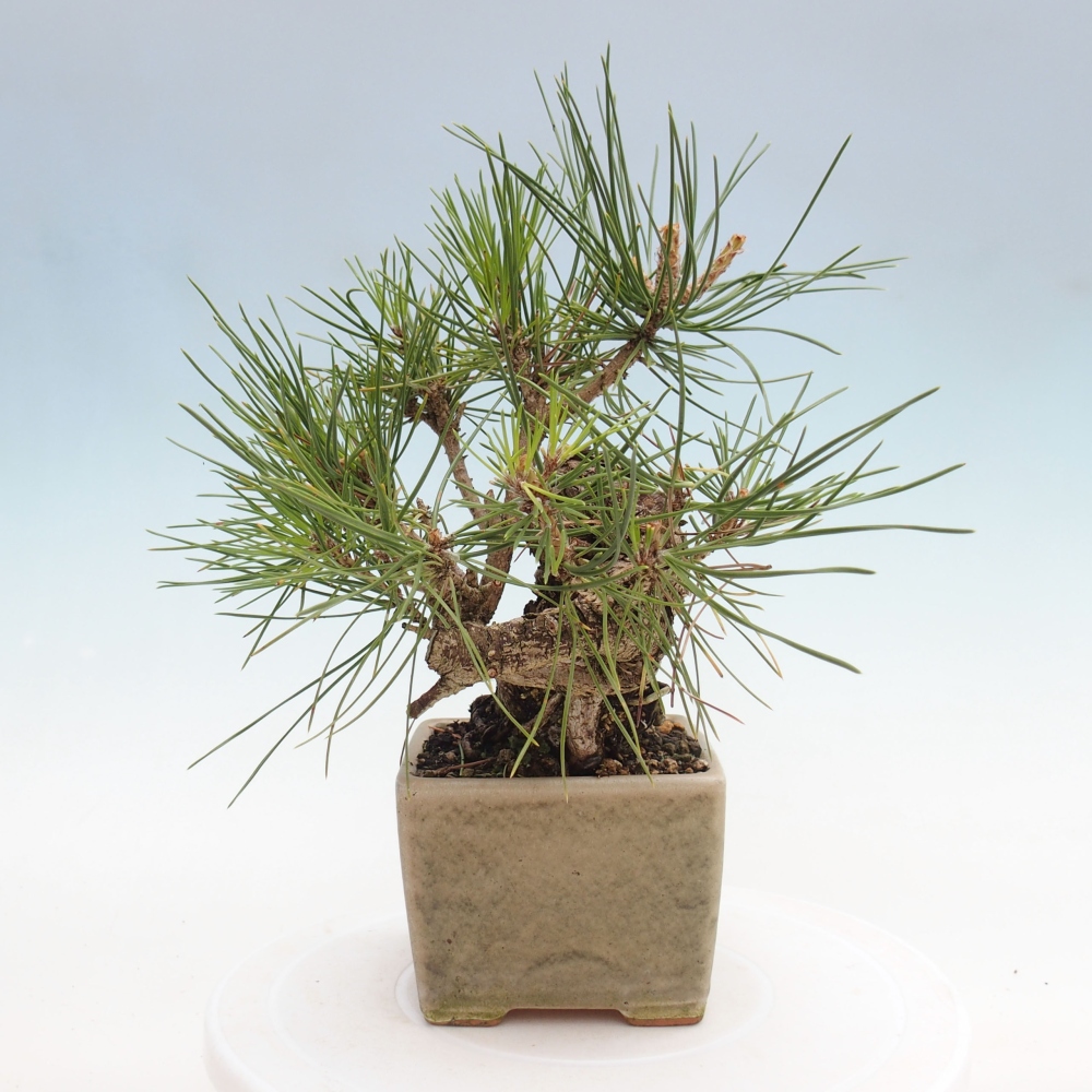 Bonsai ogrodowe - Pinus thunbergii - Sosna Thunbergia