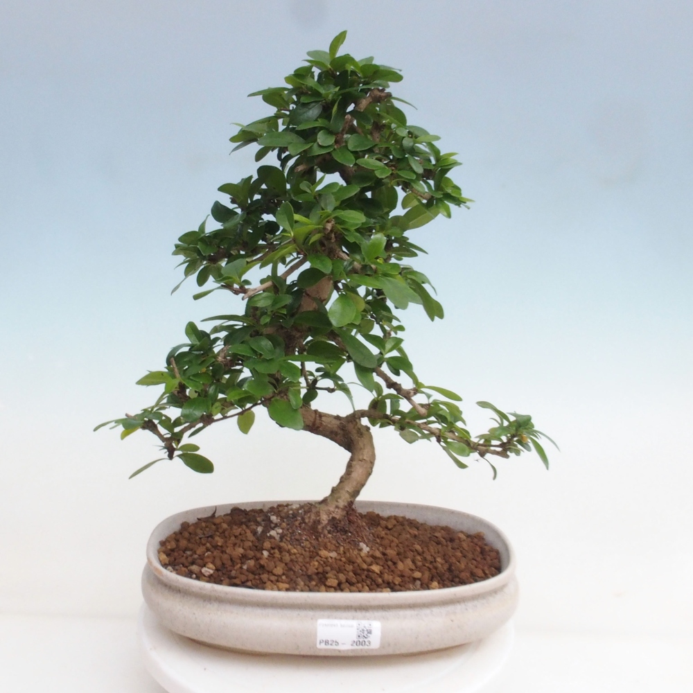 Pokój bonsai - Carmona macrophylla - Tea fuki