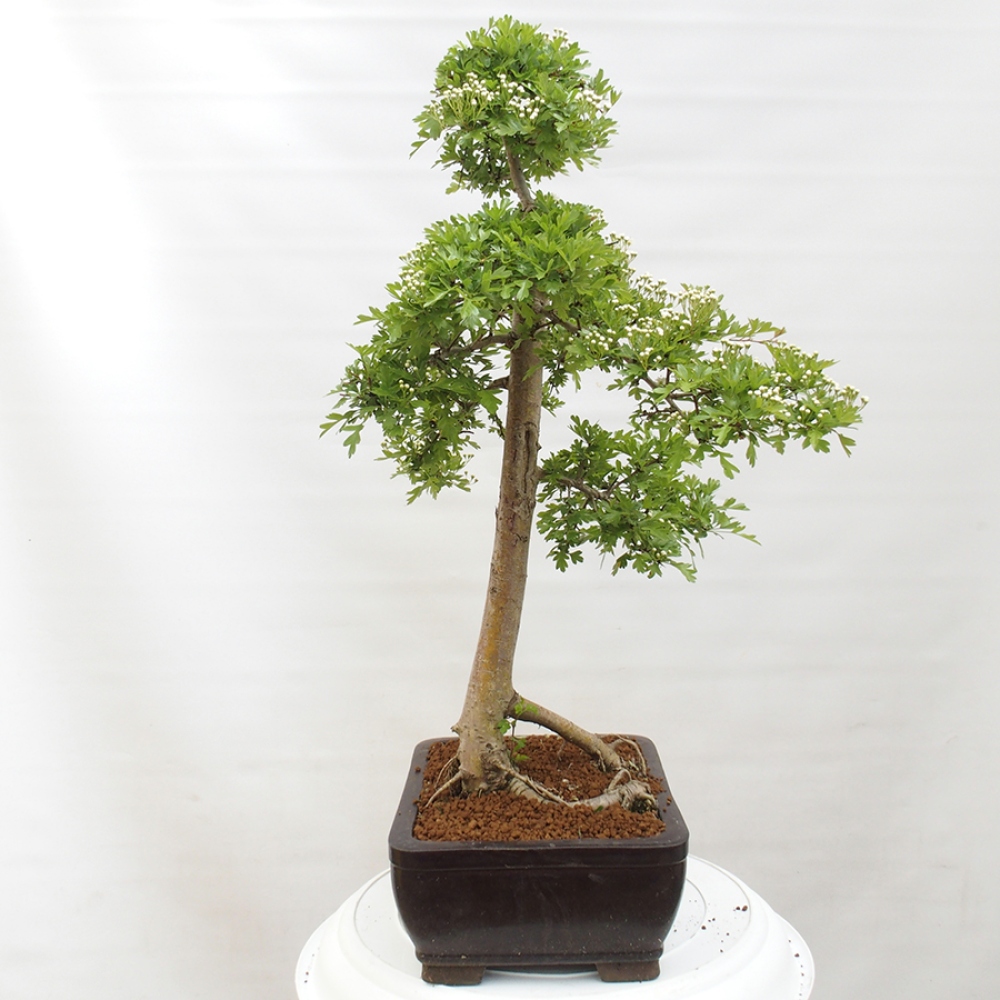 Bonsai zewnętrzne - Głóg - Crataegus monogyna