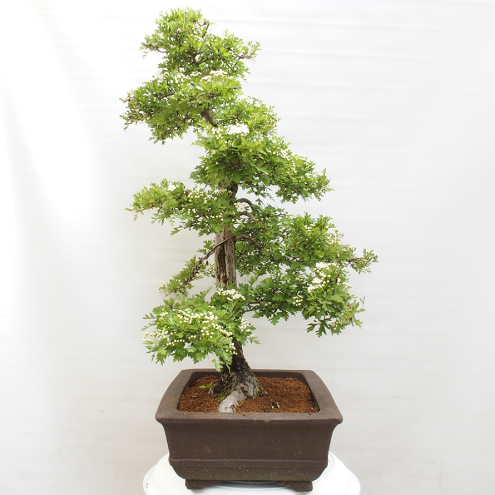 Bonsai zewnętrzne - Głóg - Crataegus monogyna